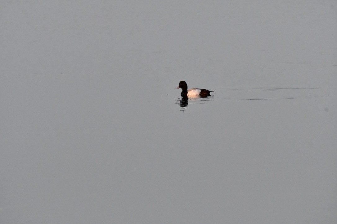 Lesser Scaup - ML632600905