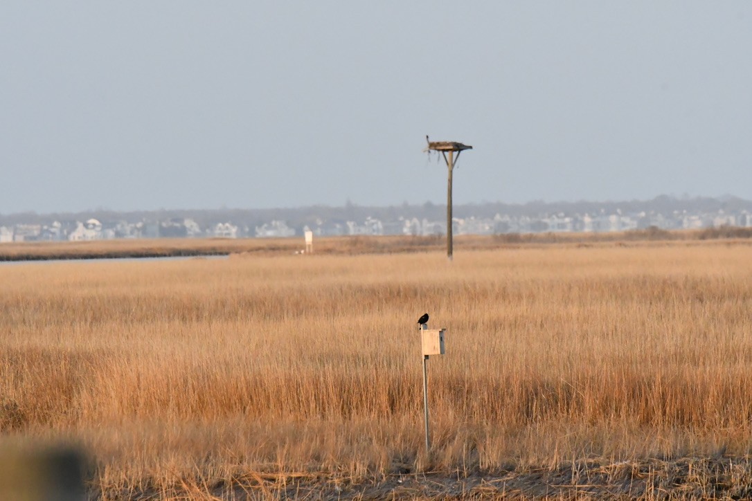 Red-winged Blackbird - ML632600936