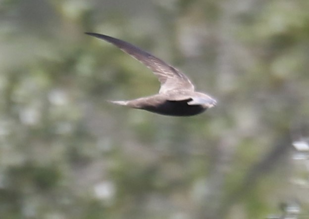 Pallid Swift - ML632601002