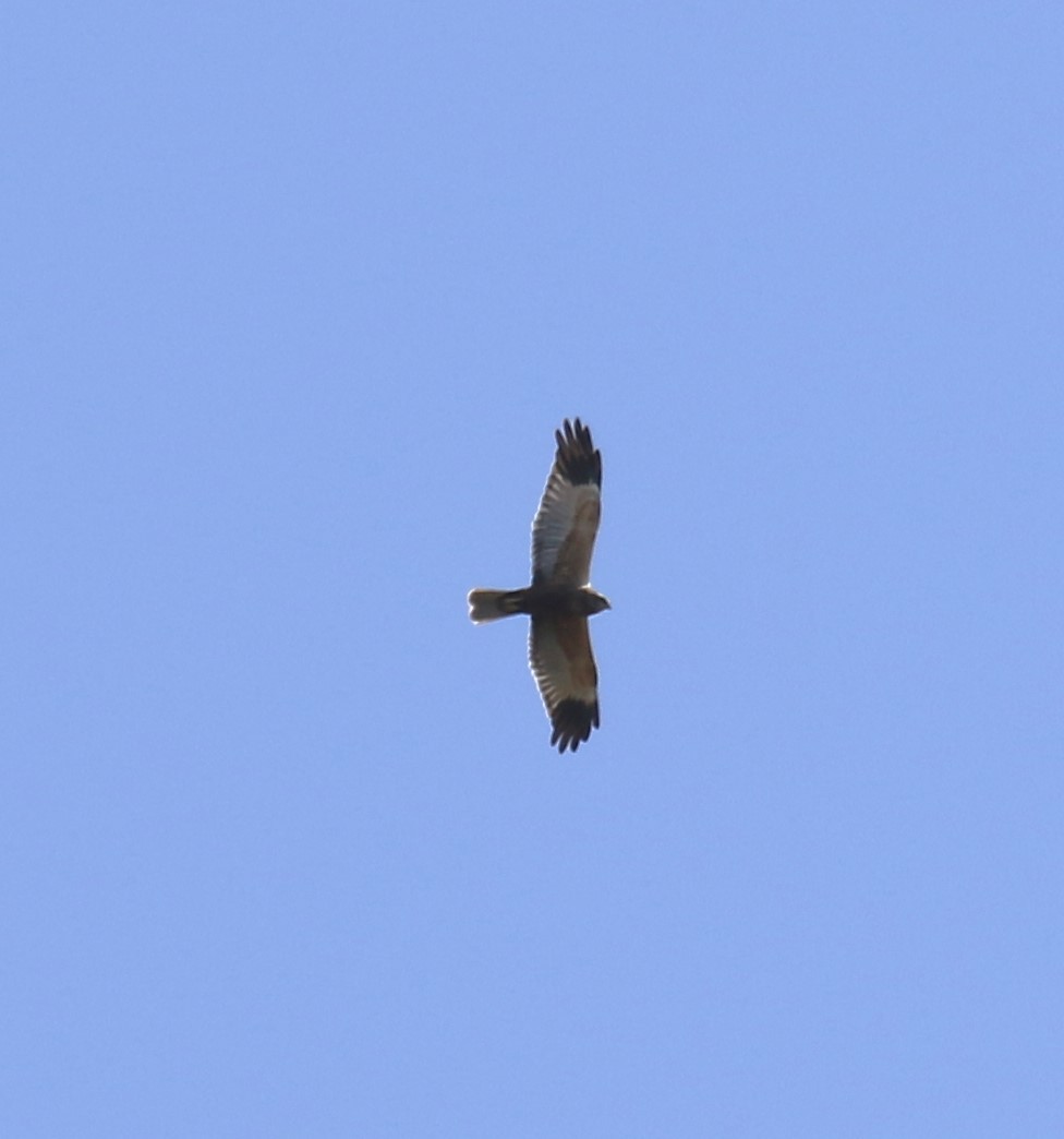 Намгийн хулд - ML632601019
