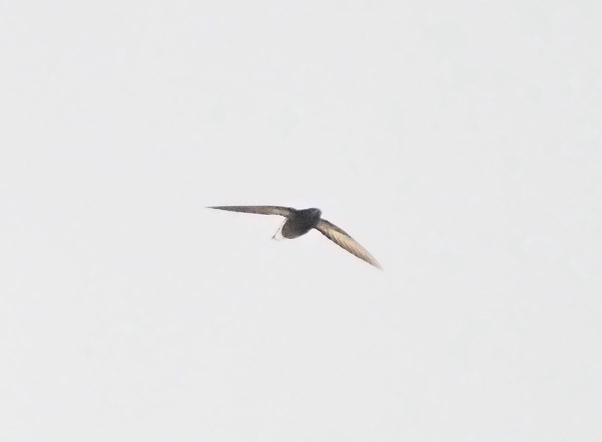 Silver-backed Needletail - ML632601061