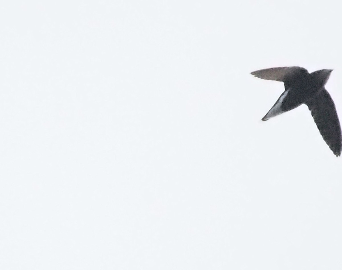 Silver-backed Needletail - ML632601065