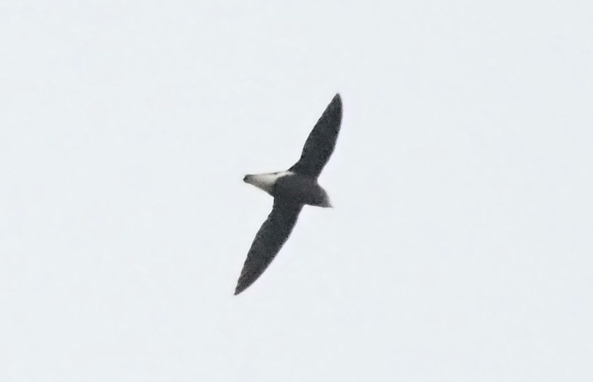 Silver-backed Needletail - ML632601070