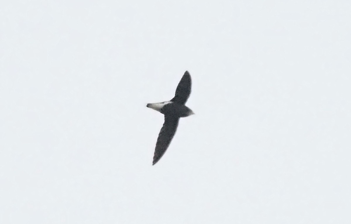 Silver-backed Needletail - ML632601074
