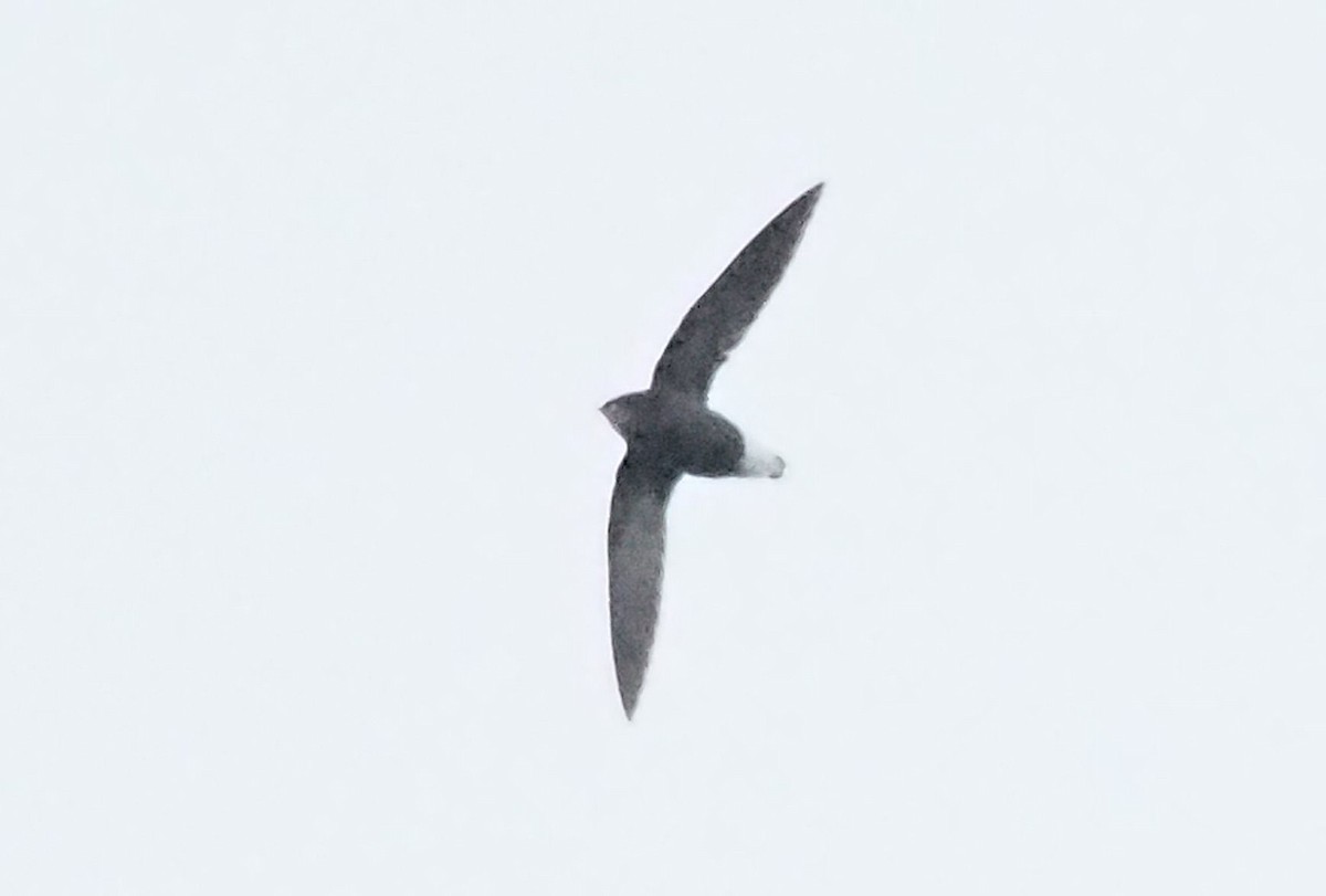 Silver-backed Needletail - ML632601079