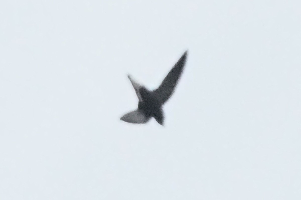 Silver-backed Needletail - ML632601087