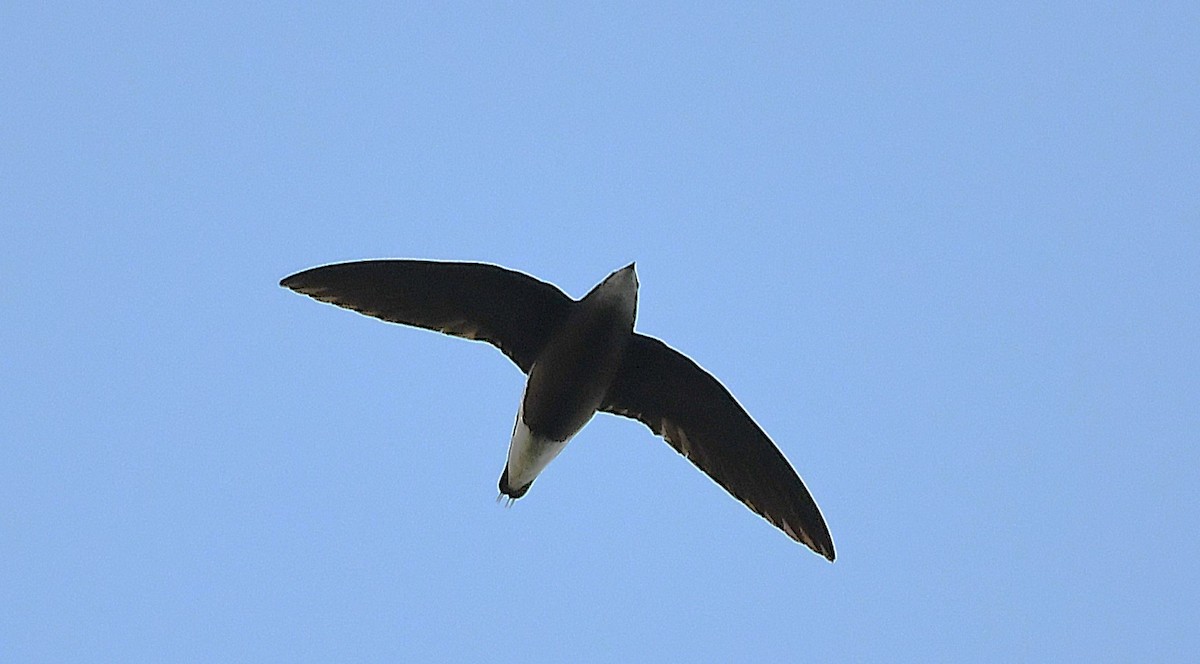 Silver-backed Needletail - ML632601096