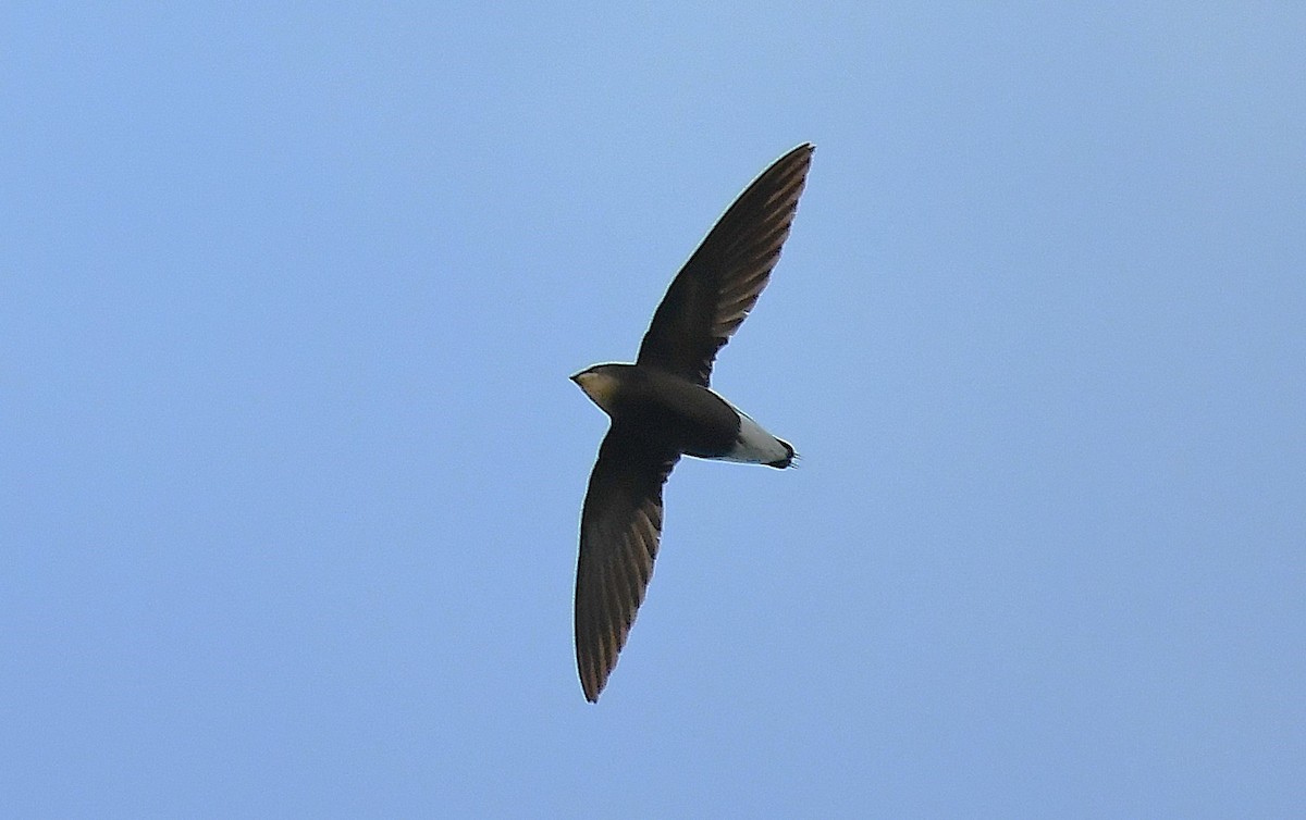 Silver-backed Needletail - ML632601107