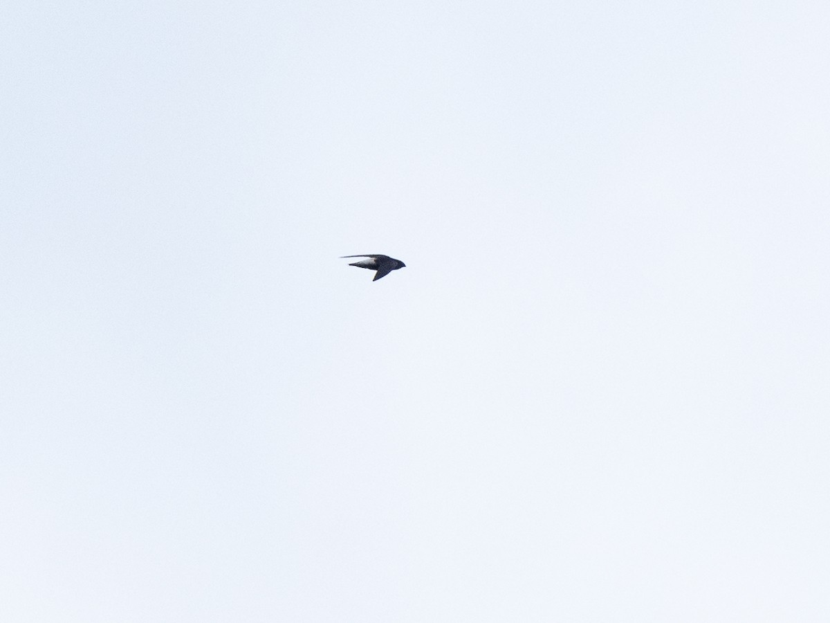 Pale-rumped Swift - ML632601159