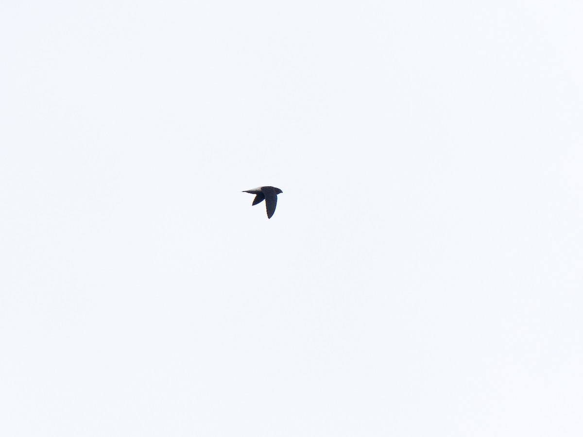 Pale-rumped Swift - ML632601160