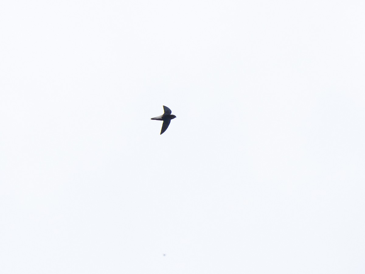 Pale-rumped Swift - ML632601162