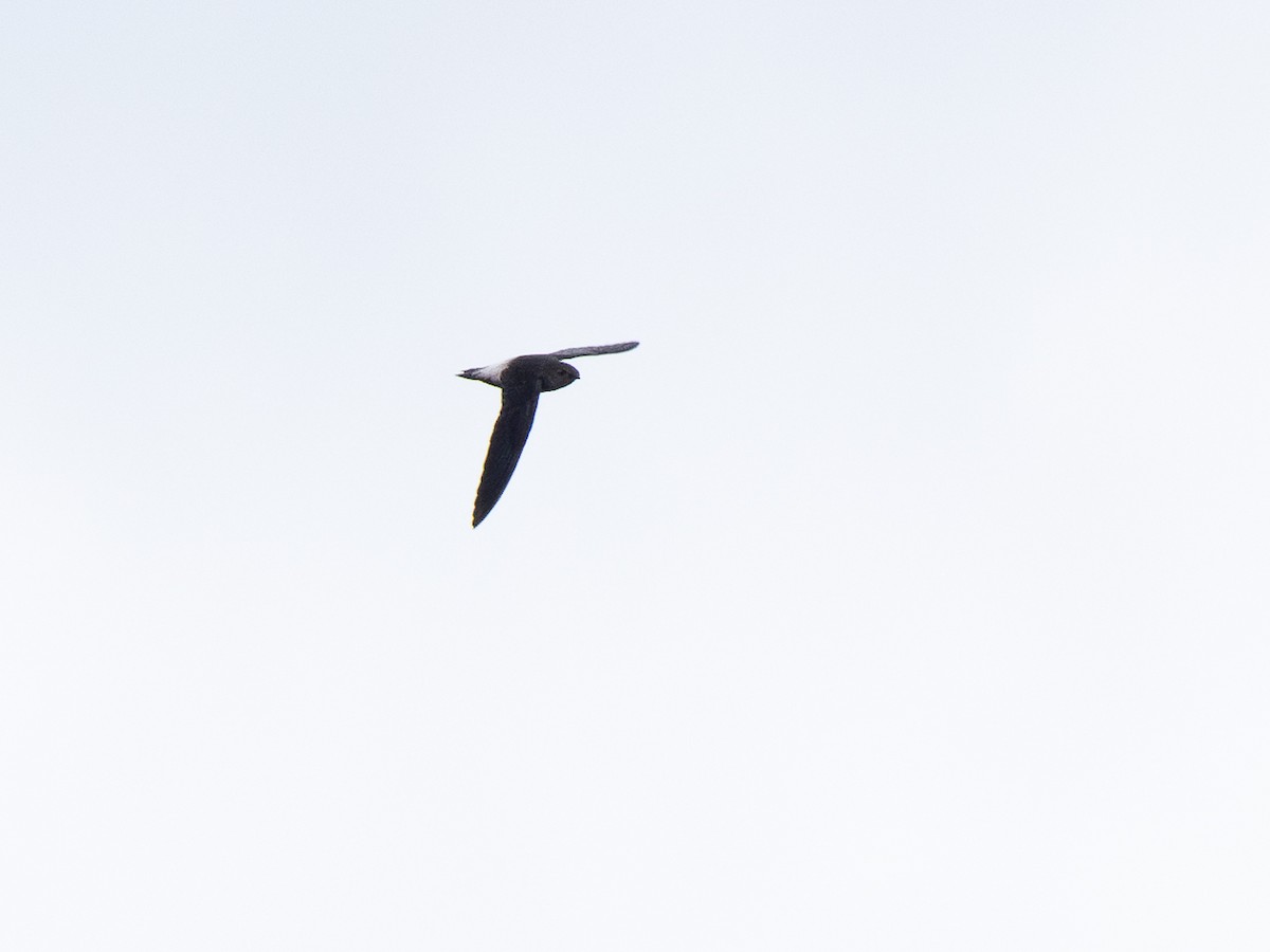 Pale-rumped Swift - ML632601164