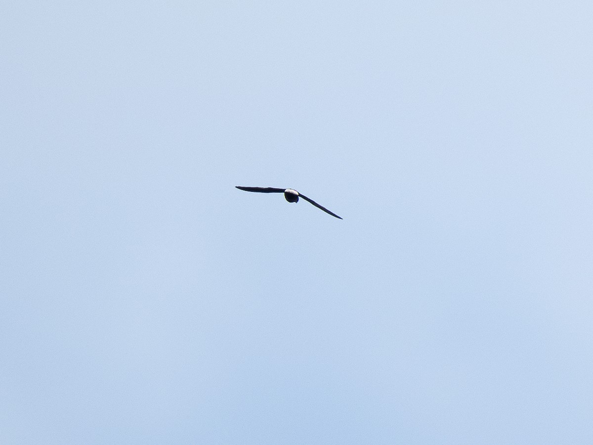 Pale-rumped Swift - ML632601204