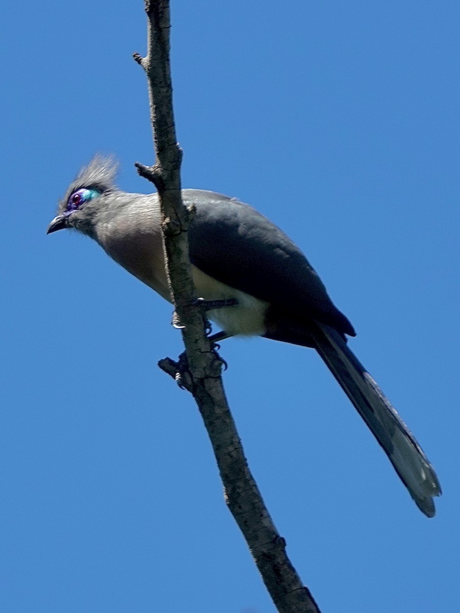 kukalka chocholatá - ML632601304
