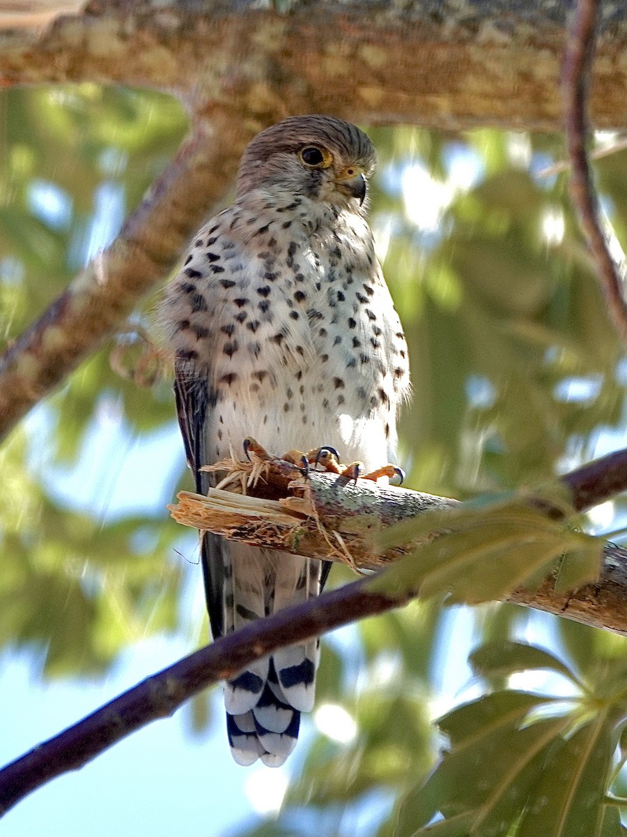 Malagasy Kestrel - ML632601316