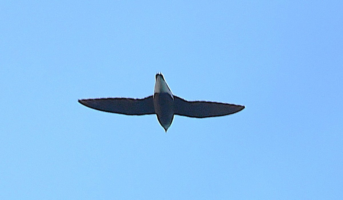 Silver-backed Needletail - ML632601368