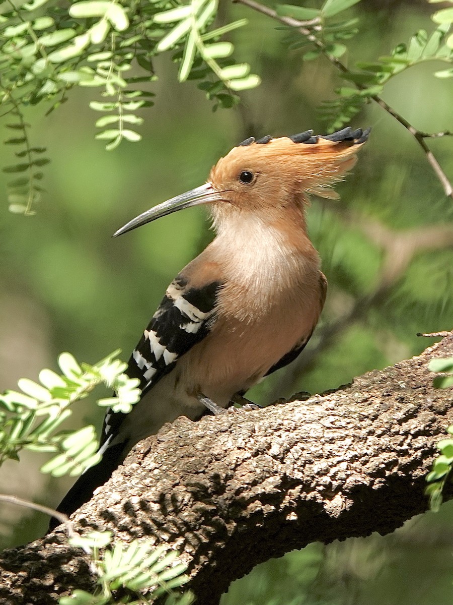Madagascar Hoopoe - ML632601411