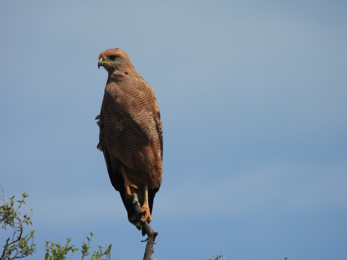 Savanna Hawk - Laura Bianchi
