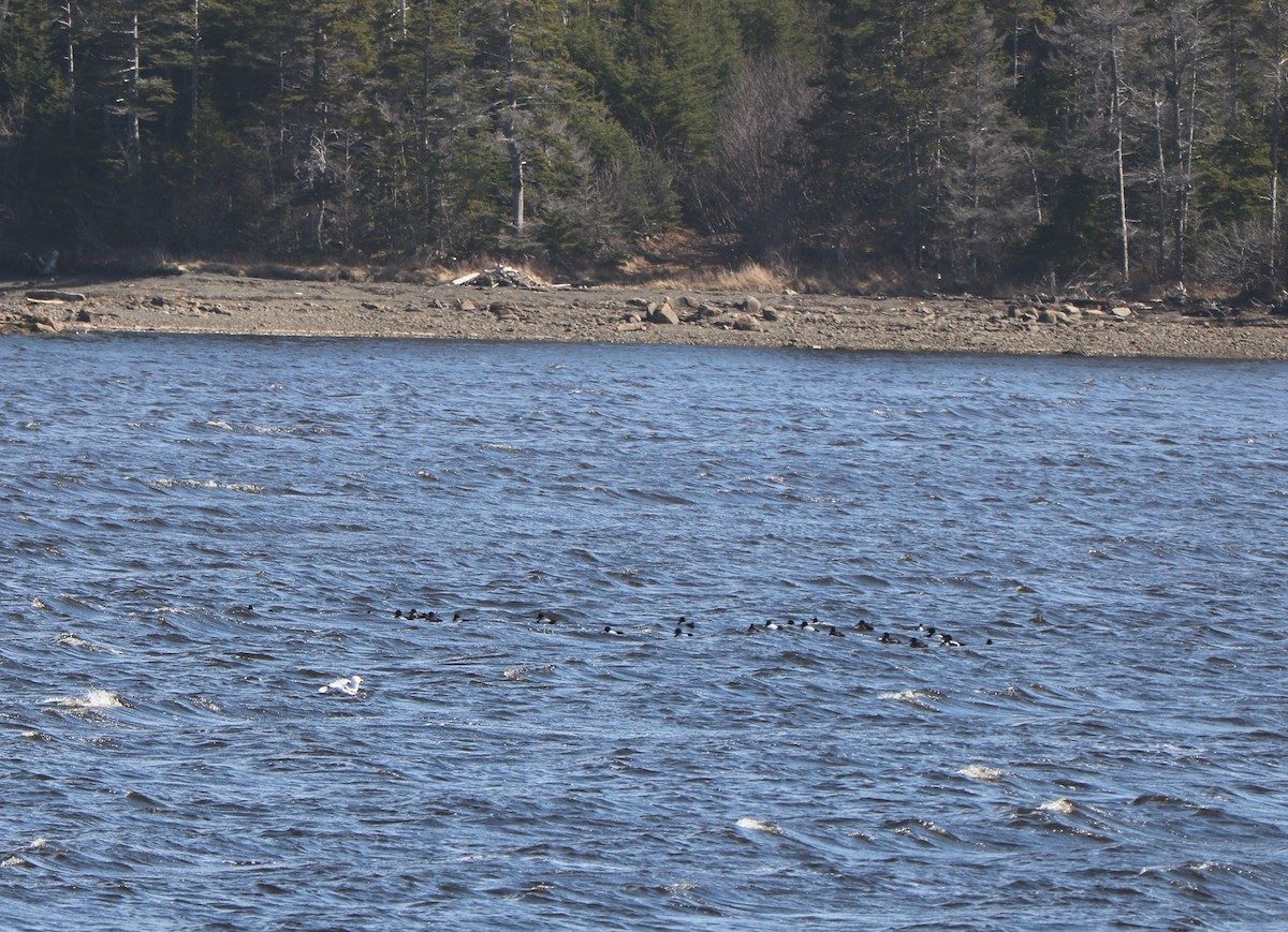 Greater Scaup - Fred & Colleen Wood