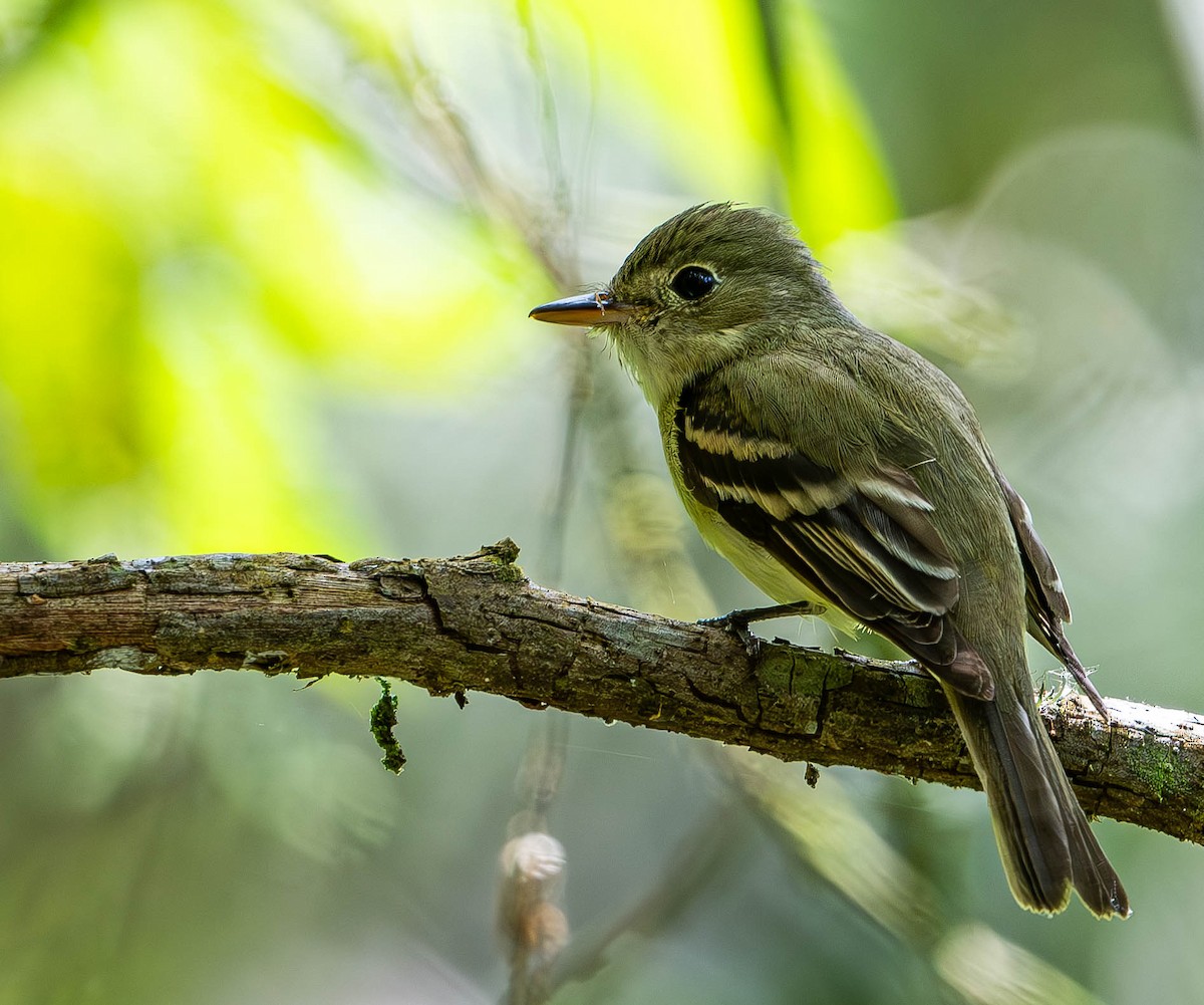 Acadian Flycatcher - ML632601480