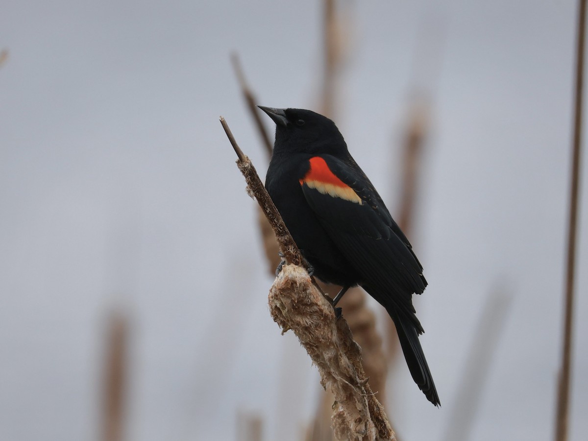 Red-winged Blackbird (Red-winged) - ML632601774
