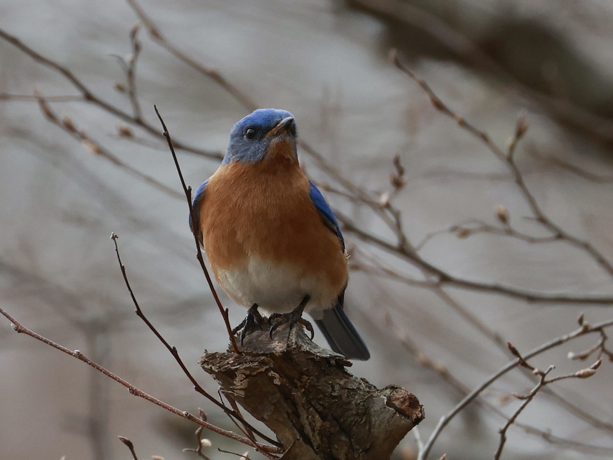 Eastern Bluebird - ML632601779