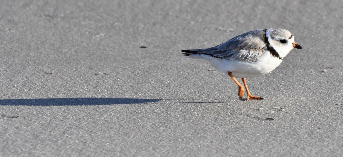 Piping Plover - ML632601874