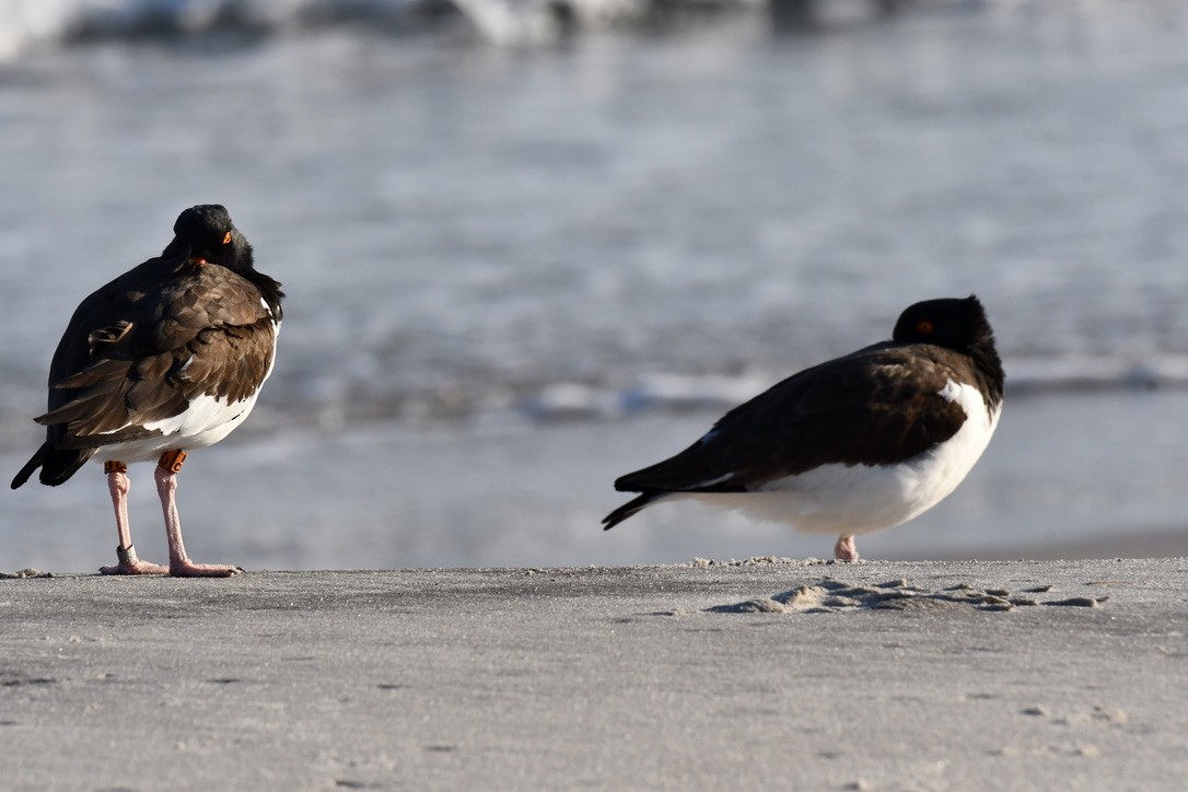 American Oystercatcher - ML632601920