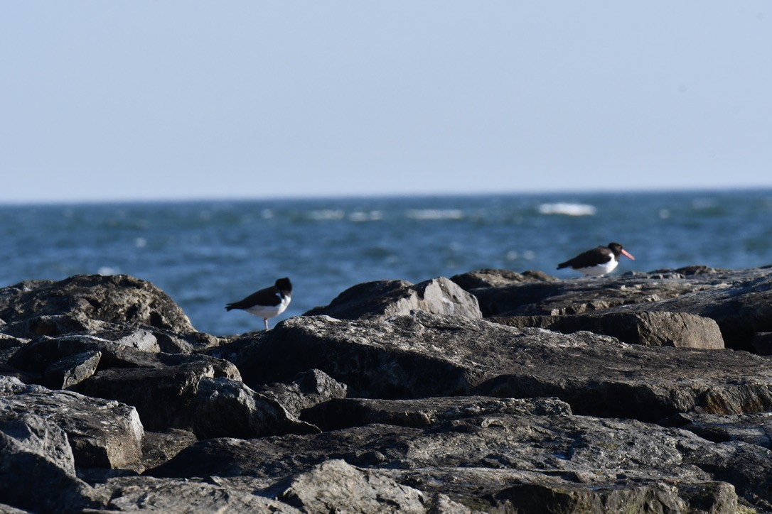 American Oystercatcher - ML632601945