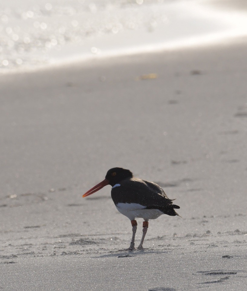 American Oystercatcher - ML632601958