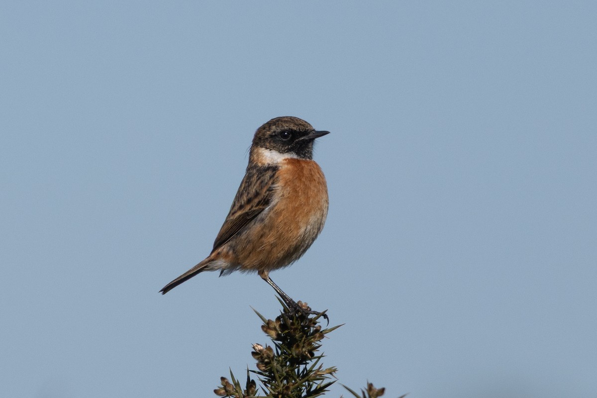 European Stonechat - ML632602121