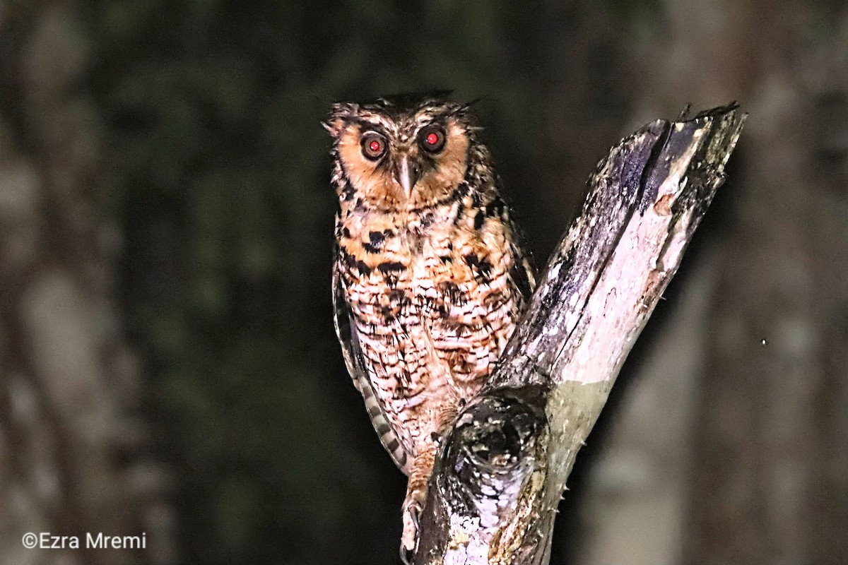 Fraser's Eagle-Owl (Usambara) - ML632602161