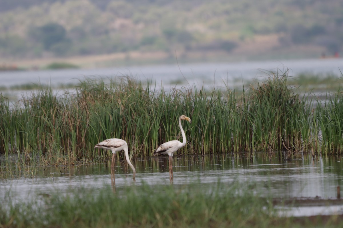 Greater Flamingo - Doris  Schaule