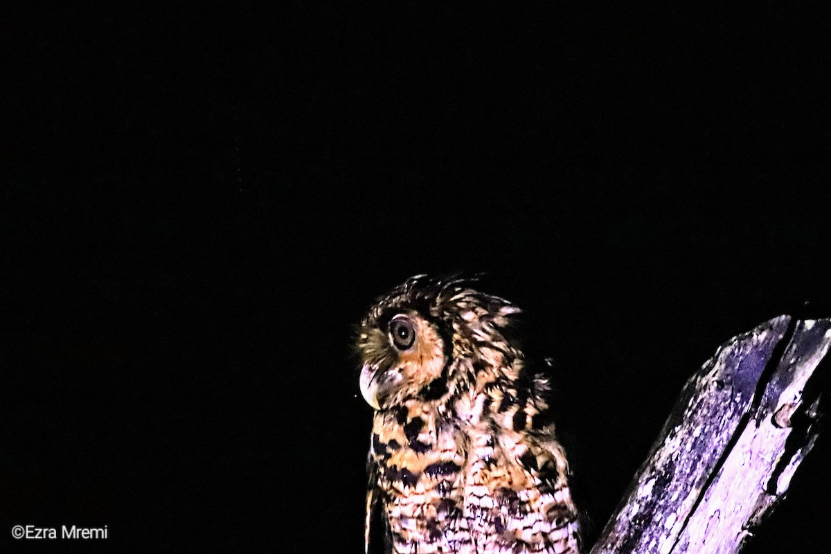 Fraser's Eagle-Owl (Usambara) - ML632602230