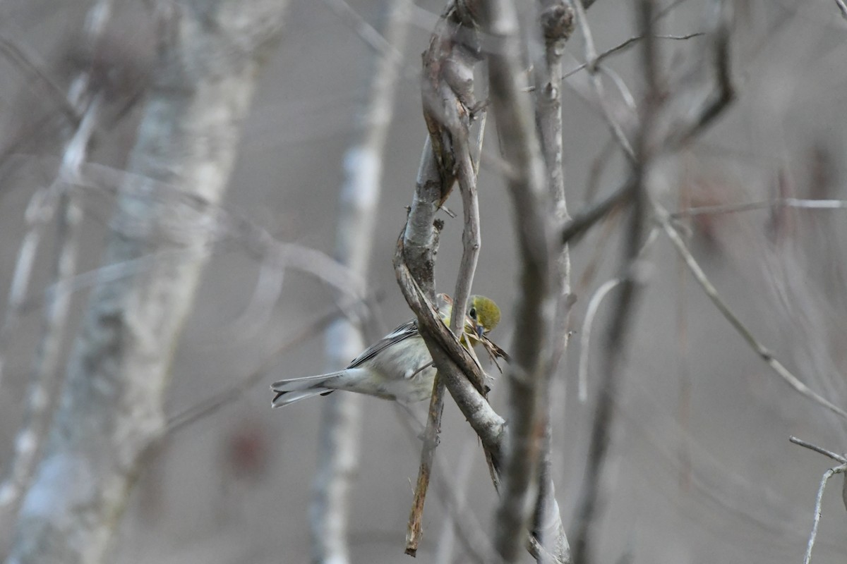 Pine Warbler - ML632602250