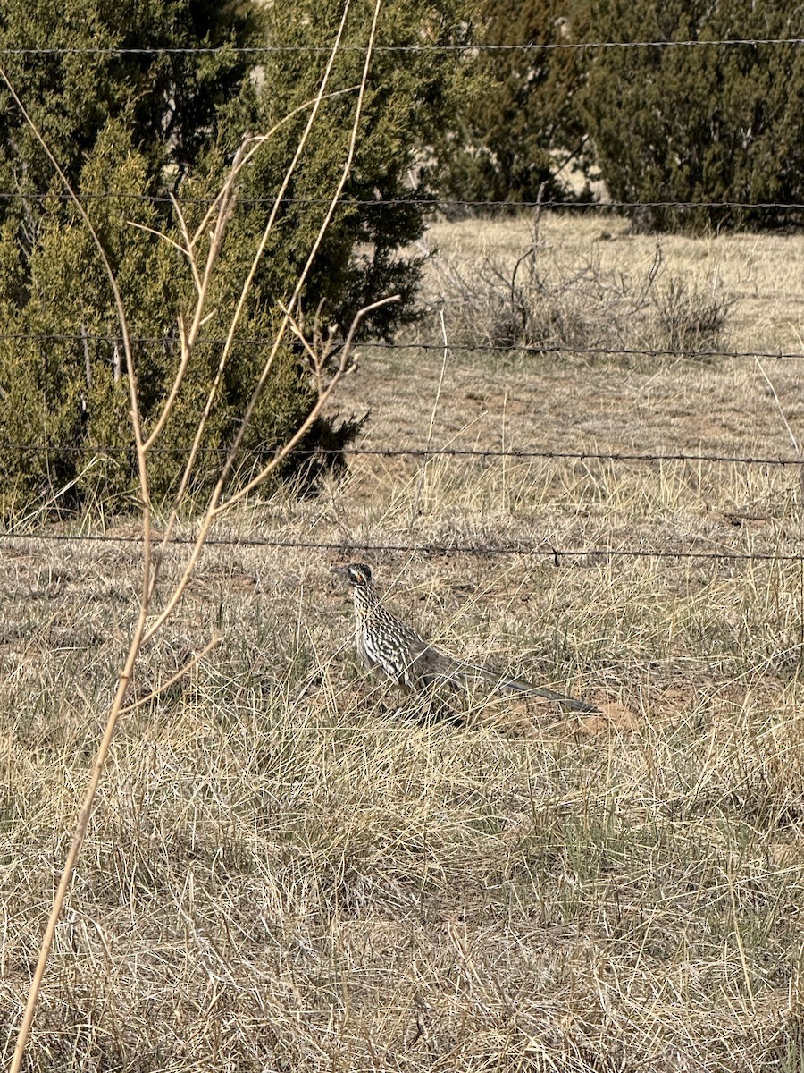Greater Roadrunner - ML632602495