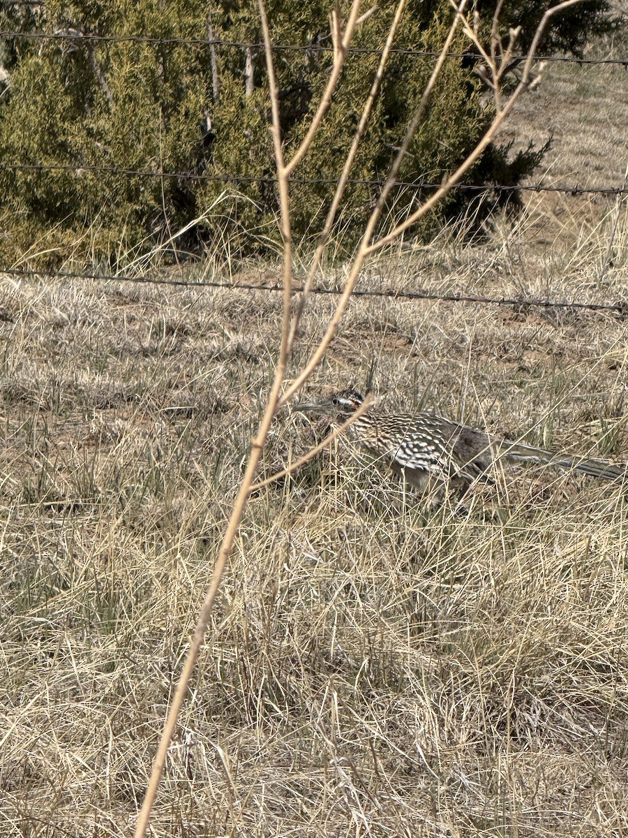 Greater Roadrunner - ML632602496