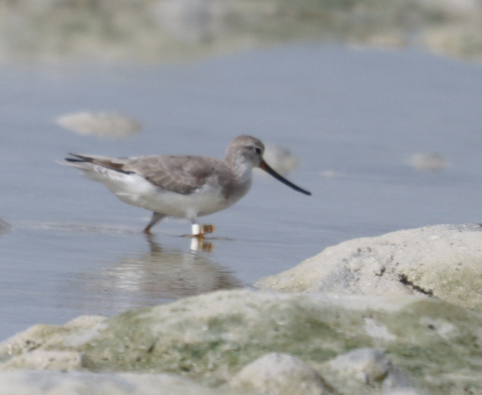 Terek Sandpiper - ML632602559