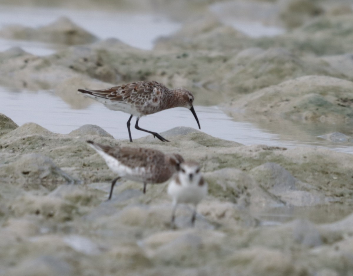 Curlew Sandpiper - ML632602580