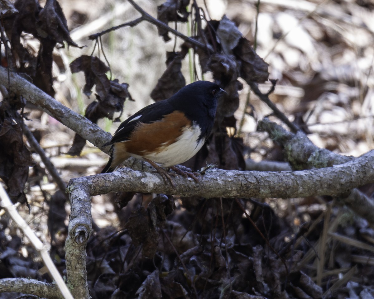 Eastern Towhee - ML632602704