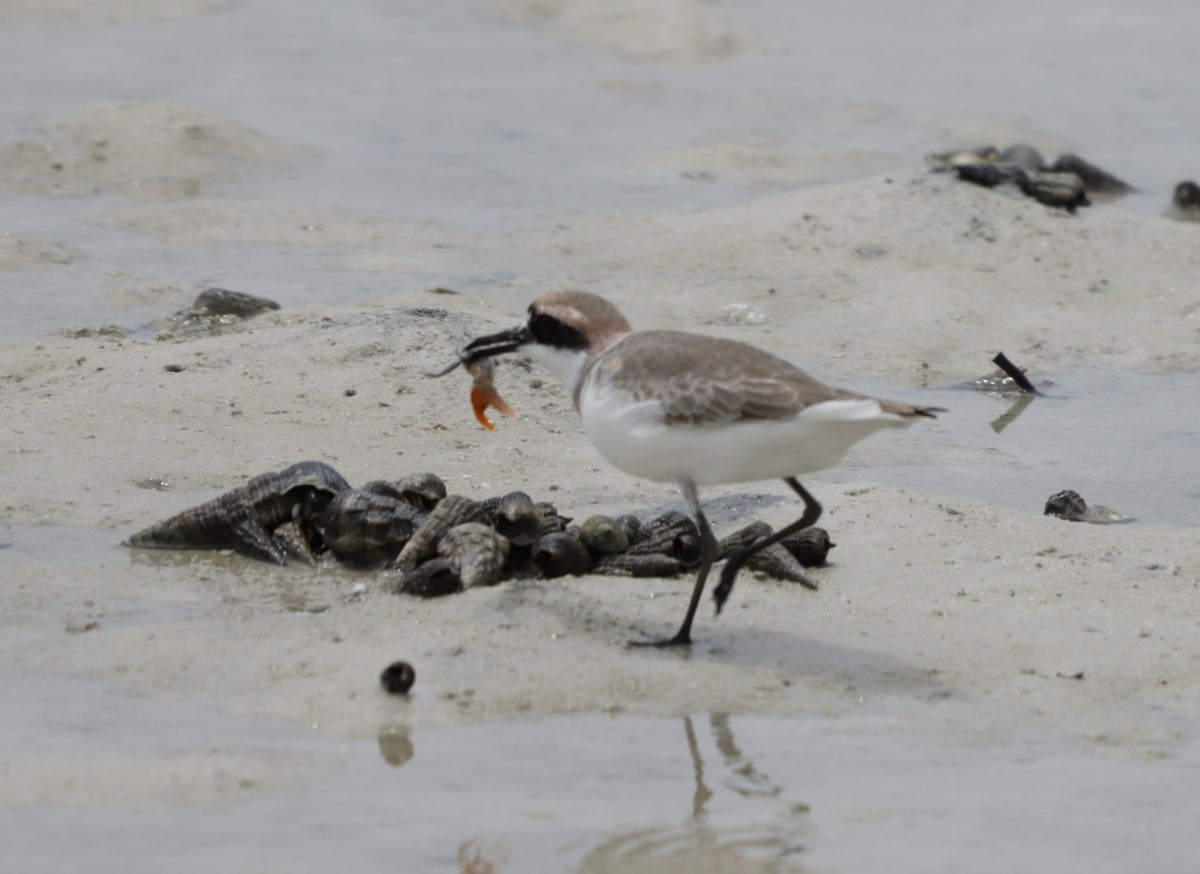 Greater Sand-Plover - ML632602715