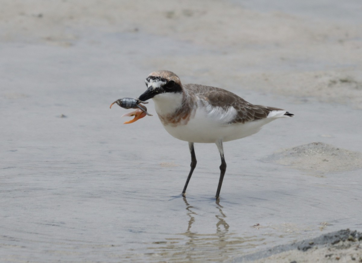 Greater Sand-Plover - ML632602716