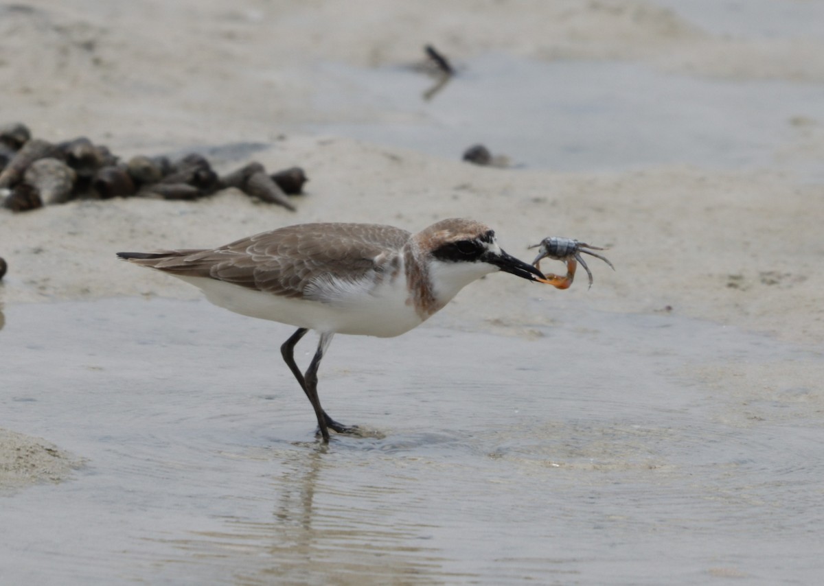 Greater Sand-Plover - ML632602719