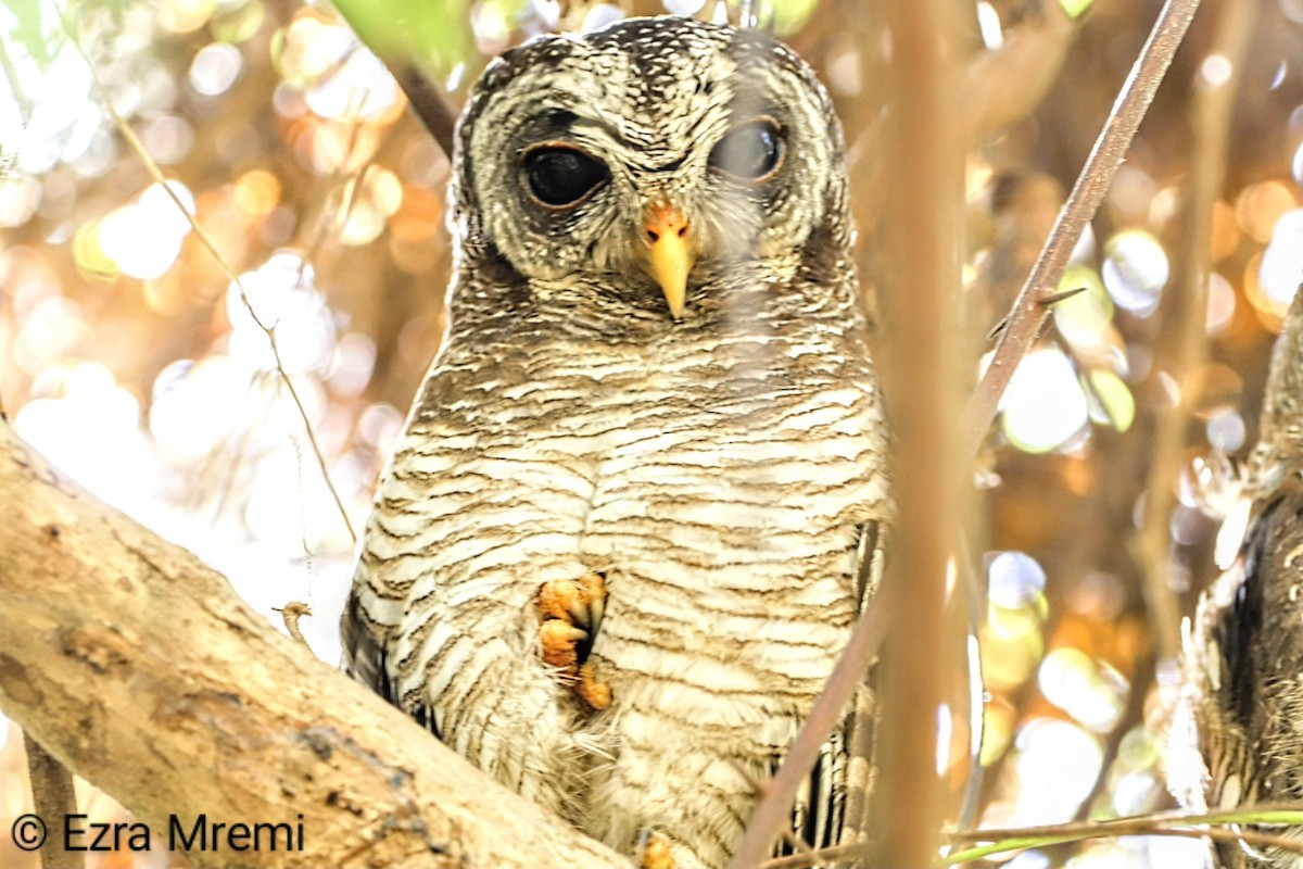 African Wood-Owl - ML632602822