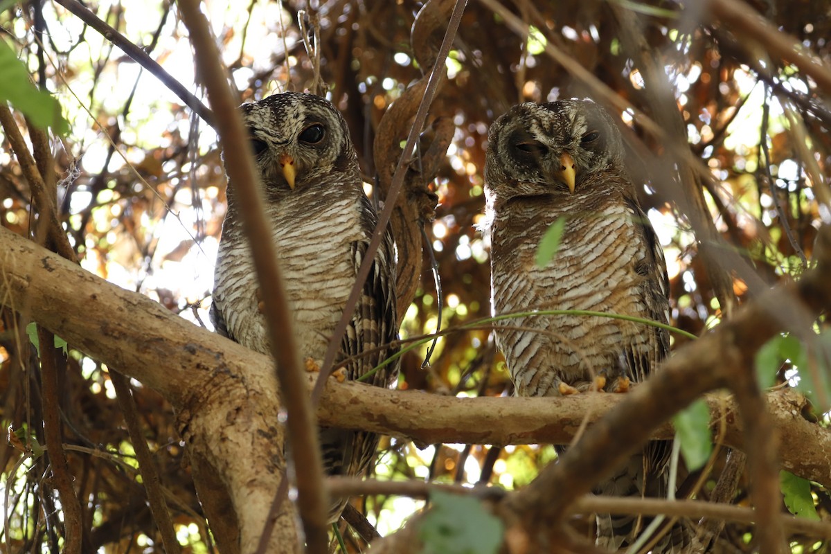 African Wood-Owl - ML632602850
