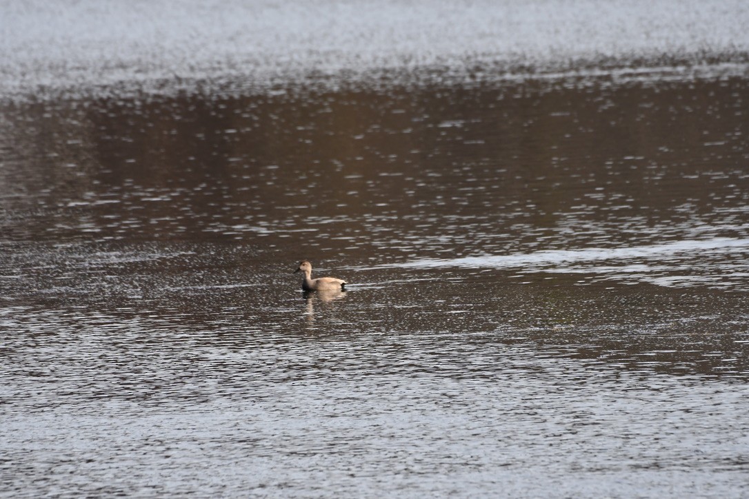 Бор нугас - ML632602864