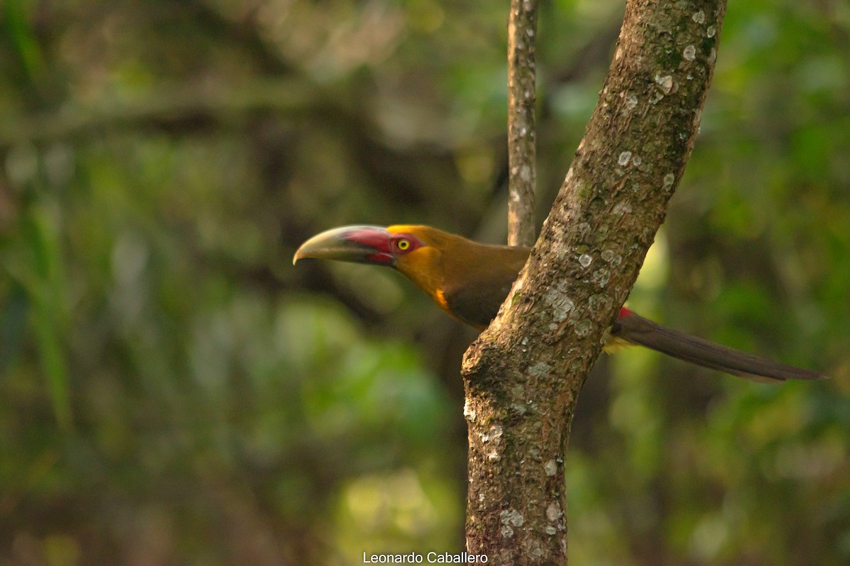 Saffron Toucanet - ML632602885