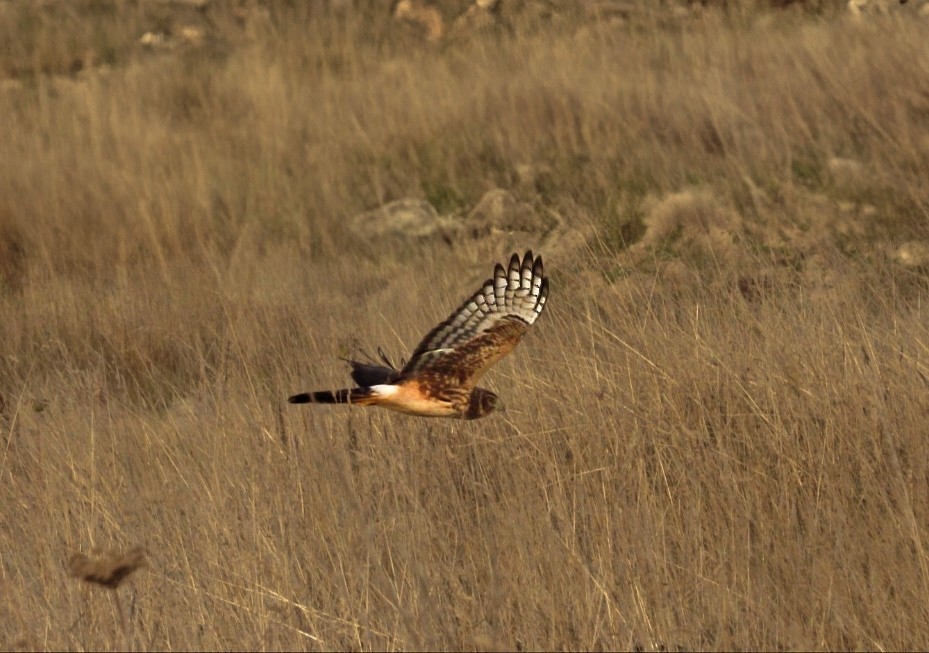 Cinereous Harrier - ML632602992