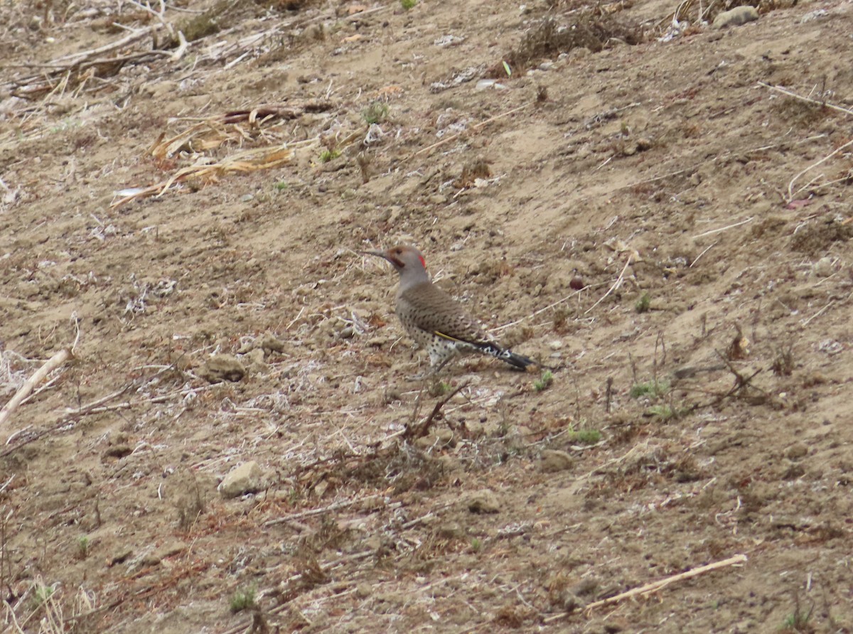 Northern Flicker (Yellow-shafted x Red-shafted) - ML632603011