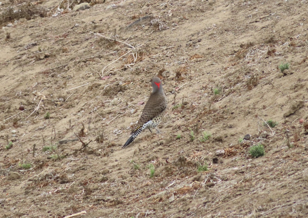 Northern Flicker (Yellow-shafted x Red-shafted) - ML632603027